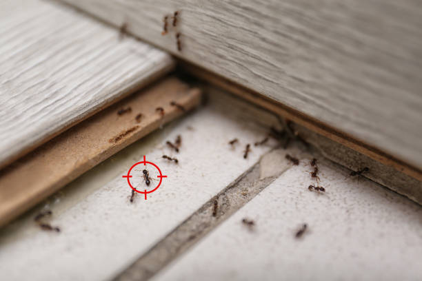 Best Cockroach Control Services  in Fabrica, TX