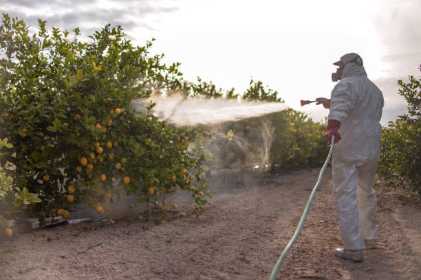 Best Flea Control Services  in Fabrica, TX