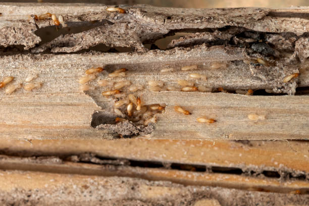 Best Rat Extermination Near Me  in Fabrica, TX